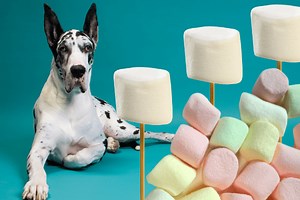 Can Dogs Eat Marshmallows? No, But Here Are 2 Kinds Dogs CAN Eat - Rocky Kanaka