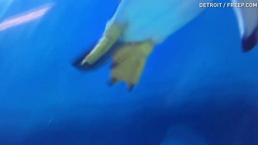 144K views · 5.2K reactions | Watch their happy feet as they dive 25 feet under water in the world's largest penguin facility. | USA TODAY | Facebook