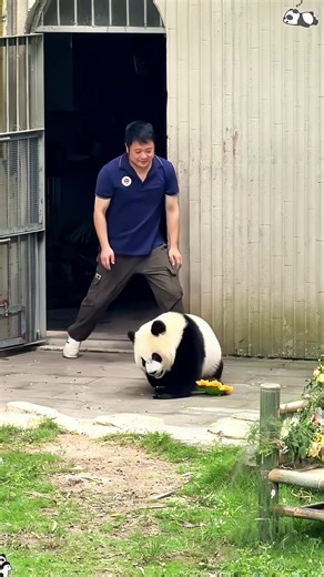 Amazing Baby Panda Moments