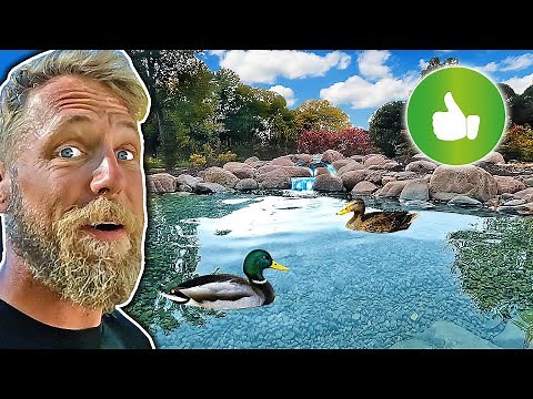 CRYSTAL CLEAR POND For Ducks | REVEAL