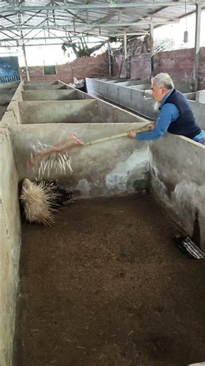 Stacheln entfernen: Wie ein einfacher Trick die Arbeit mit Porcupinen erleichtert