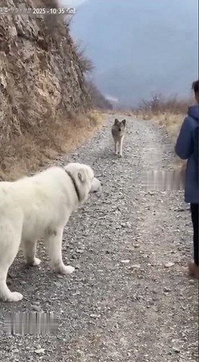 Great Pyrenees Faces Down Wolf Near Baby | Courage Caught on Cam #Shorts
