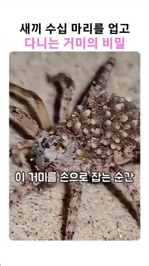 The Secret of the Spider That Carries Dozens of Babies on Its Back
