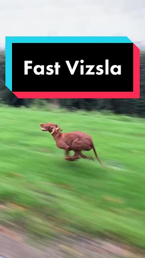 Playful Vizsla Puppy Running Around
