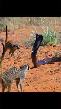 It takes a village of meerkats to defend home #animal #wildlife