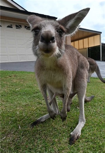 Discover Adorable Kangaroos and Their Joeys