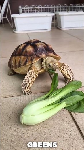 From Baby Tortoise to Giant Sulcata | Shocking Facts You Must Know