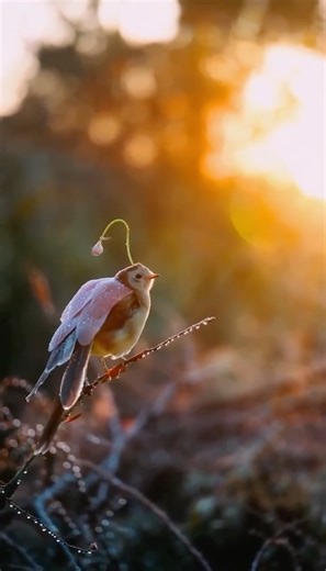 Oleg Pars | Kinetic Fields on Instagram: "Field Notes: December 21, 2025 Location: Kyoto, Japan ⠀⠀⠀⠀⠀⠀⠀⠀⠀⠀⠀⠀⠀ Encounter Summary: The local monks often speak of the "Morning Bell," a creature they believe carries the first light of day on its wings. I finally encountered one perched delicately on a frost-covered branch just as the sun began to warm the air. The specimen, which I’ve identified as Avis flora, sat motionless, perfectly disguised as a drooping, frosted flower bud with copper-colored 