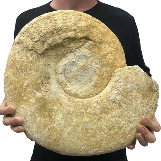 Large Real Authentic Fossilized Texas Ammonite 17.5" 50.15 Lbs | Natural Office Home Garden Décor - Etsy