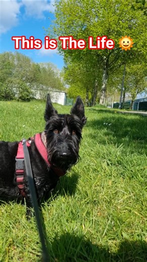 This is What Terrier Life is About 🤗🤗🤗🤗🤗🤗🤗
