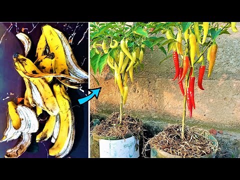 You'll never throw away banana peels: 3 cool ways to make banana peel fertilizer