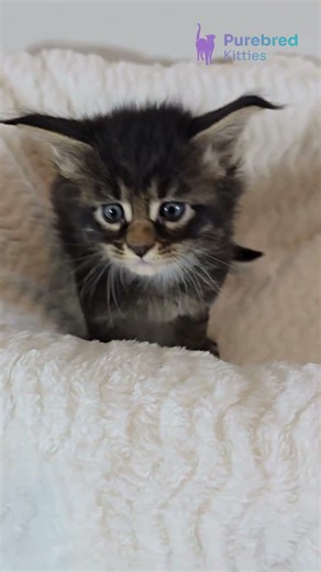 Meet Basil: Maine Coon Black Tabby Kitten with Golden Eyes & Strong Gentle Giant Look 🖤🐾 #MaineCoon