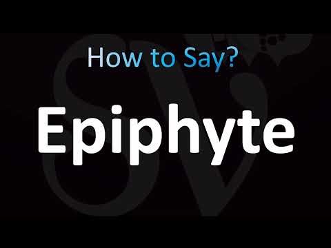 How to Pronounce Epiphyte (CORRECTLY!)