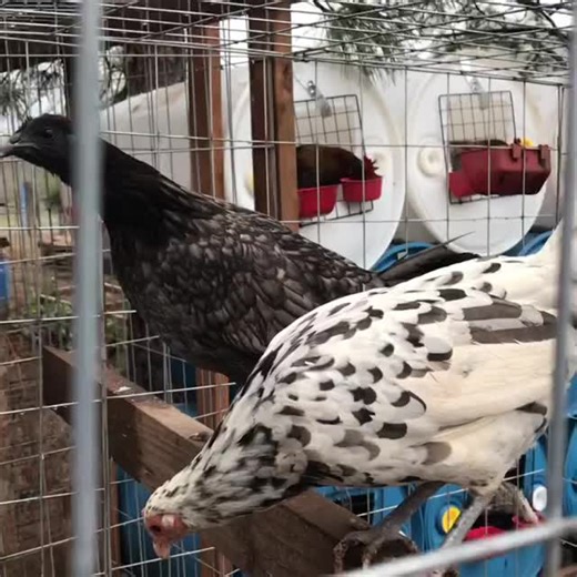 splash and Blue mug pullets