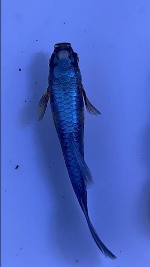 GUPPY FISH THE VIP SELECTION FOR BREEDING 🐠 #aquarium #guppy #fish #peces #snail #Pecesguppy