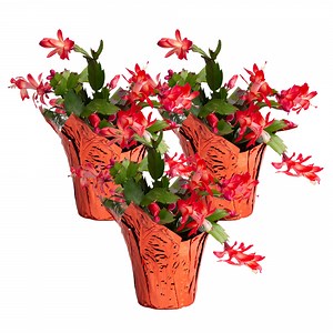 Costa Farms 8" Tall, Holiday Cactus, Bright Indirect Sunlight, Indoor Live House Plants, 3-Pk