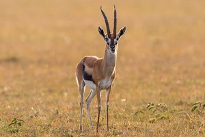 8 Facts You Might Not Know About Gazelles