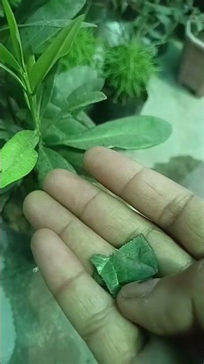 All spices plant /Good of all spices in one plant #shorts #viral #garden #youtubeshorts #ytshorts