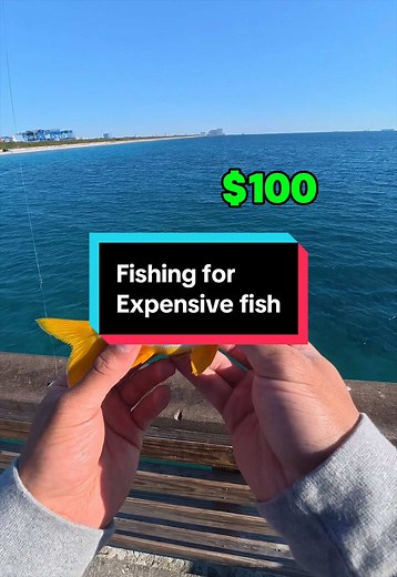 Fishing for Rare & Expensive Aquarium Fish