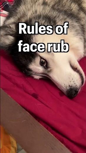 GIANT Husky Takes Up My WHOLE Bed! #shorts