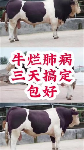 牛呛肺，牛烂肺病，牛肺炎，牛咳嗦，牛喘，三天包好治疗方案#养殖 #养牛 #养牛人 #农村养牛 #养牛技术 @抖音小助手 @抖音创作小助手 @抖音媒体内容优推官 @DOU 上热门 @抖音来客官方助推官 @抖音创作灵感 @抖音