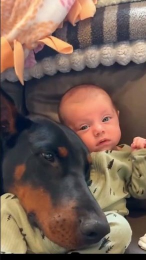 The TRUTH about Dobermans that nobody wants to tell you 🐕