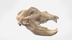 3D scanning the largest natural sciences collection in Europe with Artec Eva