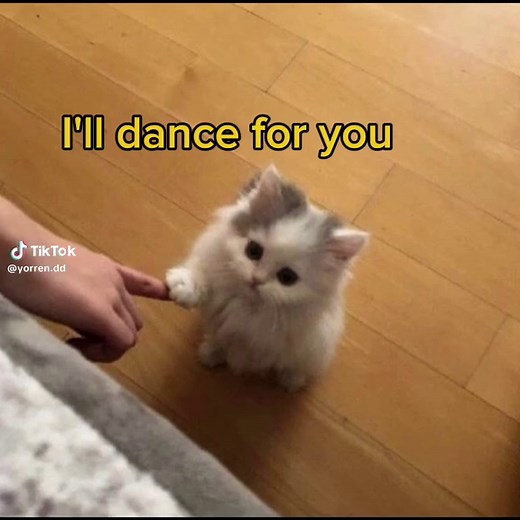Funny Cat Dance Compilation That Will Brighten Your Day