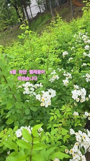 May 4, 2026 #LeeMiJa #WildRose #IhyeonPark #LawnSquare
