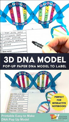 Paper DNA Model to Make #teachertoyshop #dna #genetics #lifescience #science #dnastructure #cells