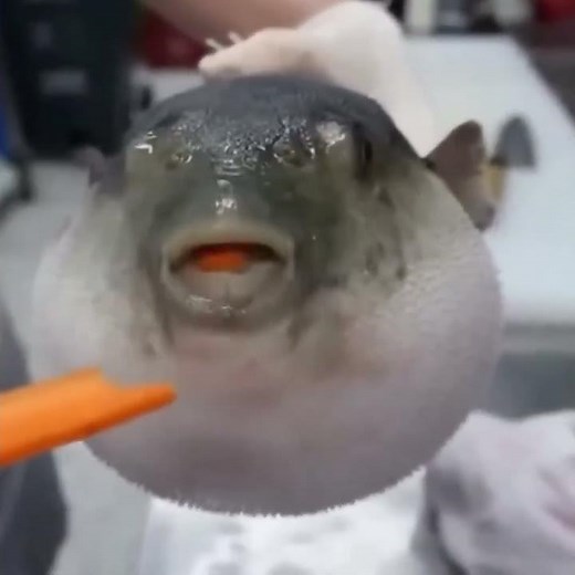 pufferfish Eating a Carrot — Yummyboy (2019) #memes #meme #shortsfeed #funny #tiktok #foryou #fyp