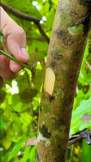 New grafting technique for grafting lemon trees.