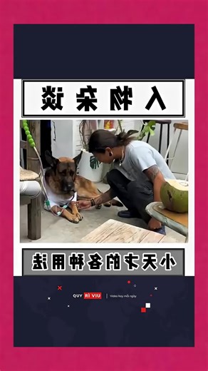 Maya's Pet Shop: Unveiling the Best Pet Reviews