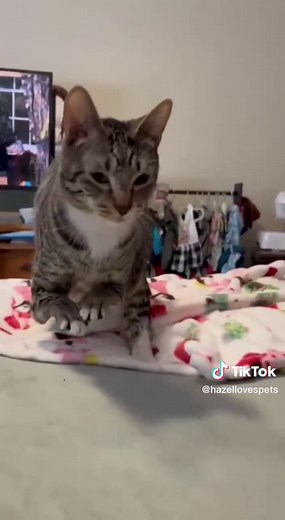 T-Rex Cat Stretching Compilation