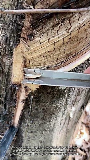 A Complete Record of Rubber Tree Tapping