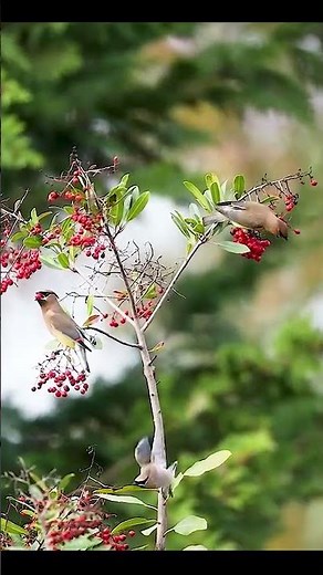 Cedar Waxwing Feasting on Bright Red Berries | Beautiful Winter Bird Moment
