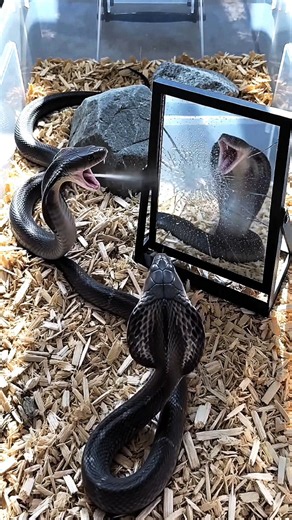 🐍🐍🐉🐍🐍🐉🐉🐸🐸🐉🐉🐍🐸🐉🐍🐍🐍🐍🐍🐍🐉🐍🐍🐍#snake #cobra #shorts #snakes #nature #subscribe #animals