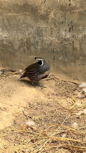 What Makes California Quails Hard to Tame #farmlife