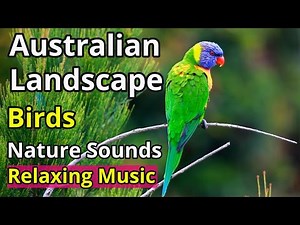 9 Hours Relaxing Music with Australian Bird Sounds /Nature Sounds