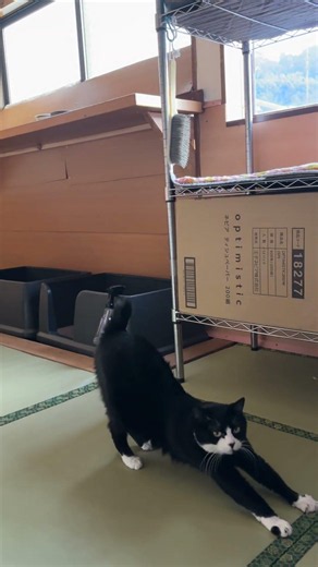 のびのびアトムちゃん