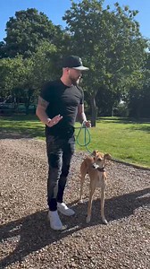 213K views · 1.8K reactions | How To Stop Pulling On The Leash #dogs #dogtraining | Southend Dog Training | Facebook