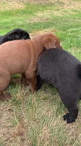 2.4M views · 59K reactions | 藍藍藍 #puppiesofinstagram #puppy #puppies #puppiesofFacebook #puppyoftheday #puppylife | Chalk Pond Retrievers | Facebook