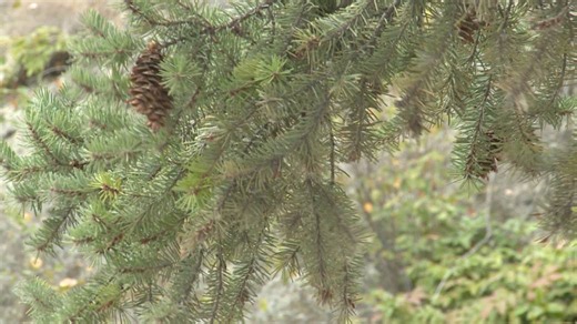 Kalamoir park in West Kelowna deemed as one of the top regional park priorities for fuel mitigation work to reduce the threat of fire.