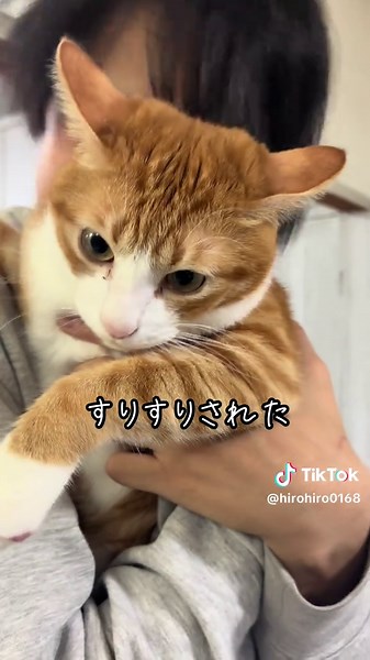 次男と茶トラ猫マイケルとの日常