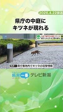 A fox appears at the prefectural office.