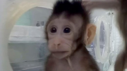 Caught on cam: Global investigation uncovers 'sadistic monkey torture' of baby macaques