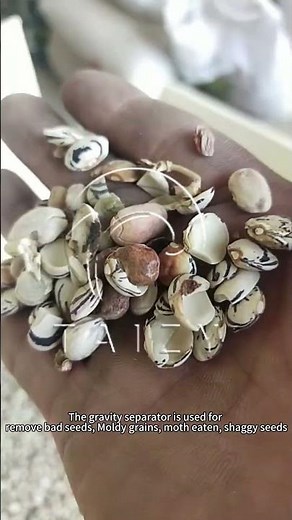 Wheat Barley Maize Grain Seeds Soybean Cocoa Bean Sorting Machine | Gravity Separator
