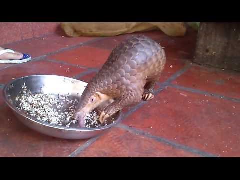 Tê Tê - Loài Động Vật Có Nguy Cơ Bị Tuyệt Chủng