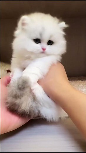Tiny Fluffy Kitten in a Cattery 🐾 Round Eyes & Pink Paws
