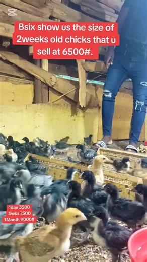 3.9K views · 139 reactions | Bsix show us the size of 2weeks old chicks you sell at 6500shs and tell us what you do for them to look like that. Book 1day old chicks at 3500shs , 2weeks old 6500shs, 3weeks old 7500shs and 1Month old at 9000shs through 0744364755/0787670572. | Bsix local poultry farm. | Facebook